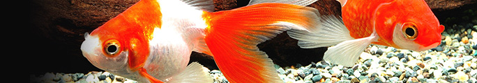 金魚の飼い方 金魚の飼育方法 金魚のエサ 金魚用飼料 キョーリン
