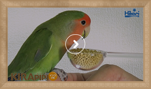 キラピピ インコ小粒＜セキセイインコなどの小型インコやオカメインコなど中型の鳥の幼鳥に＞｜鳥のエサ｜キョーリン【Hikari】