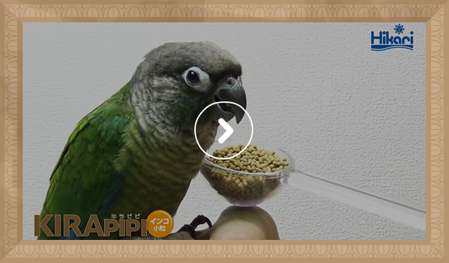 キラピピ インコ小粒＜セキセイインコなどの小型インコやオカメインコなど中型の鳥の幼鳥に＞｜鳥のエサ｜キョーリン【Hikari】