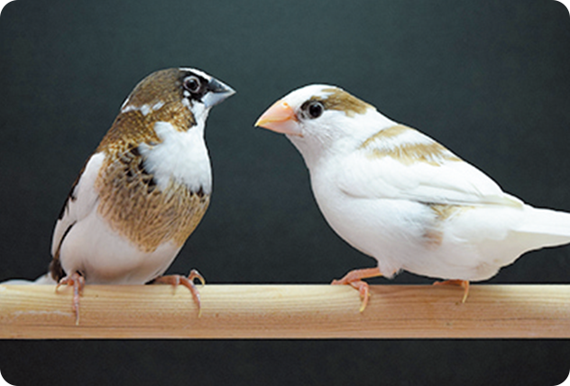 はじめてのフィンチ インコの飼い方 小鳥のエサ インコのエサ 鳥用飼料 キョーリン