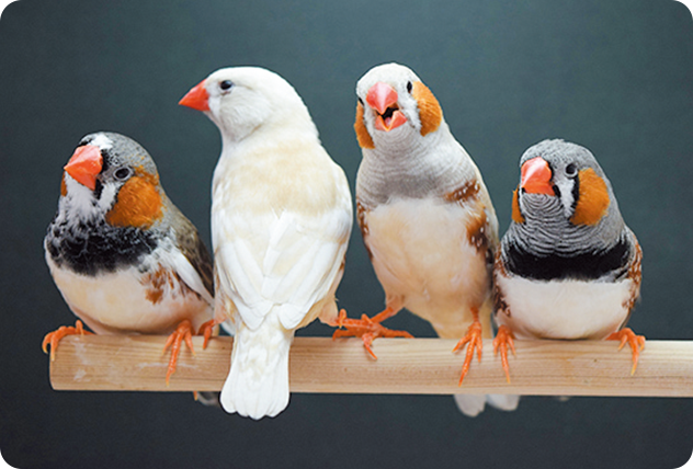 鳥のエサ インコのエサ 鳥用飼料 はじめてのフィンチ インコの飼い方