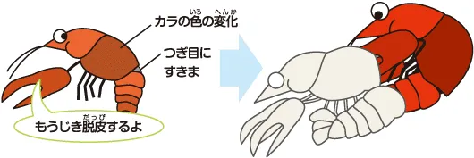 ザリガニの飼育方法 ザリガニ 飼育 繁殖 エサ ザリガニの飼い方 キョーリン Hikari