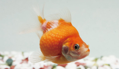 金魚のエサ 金魚用飼料 金魚の飼い方 金魚の飼育方法