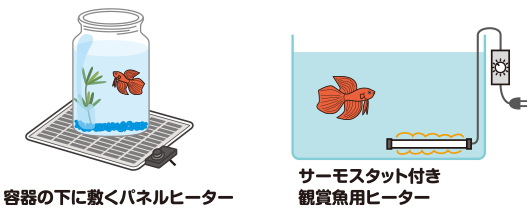 ベタの飼育方法 ベタ エサ 容器 繁殖 浄化フィルター 熱帯魚の飼い方 キョーリン Hikari