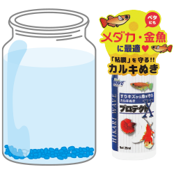 ベタの飼育方法＜ベタ,エサ,容器,繁殖,浄化フィルター＞｜熱帯魚の飼い