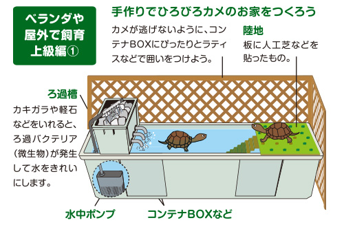 カメの飼育方法＜カメ,飼育,エサ,水替え,繁殖,冬眠＞｜カメの飼い方