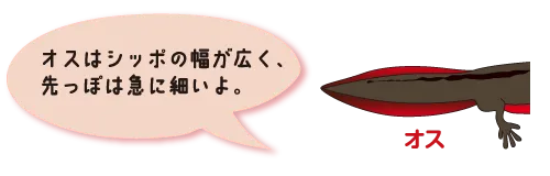 オスはシッポの幅が広く、先っぽは急に細いよ。