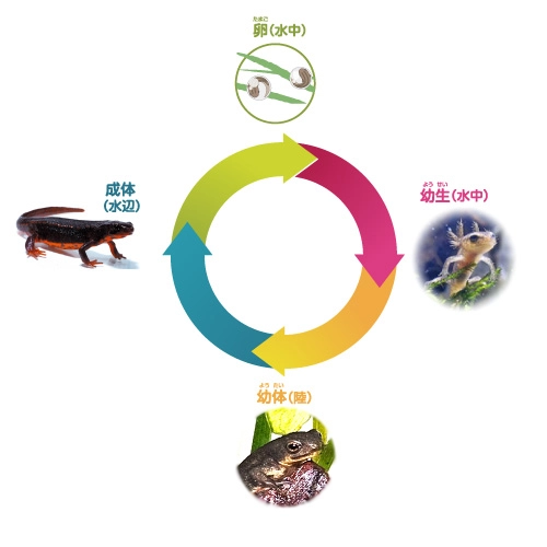 成長過程(変態)