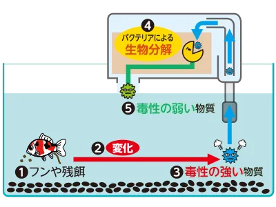 キレイな水を維持するしくみ