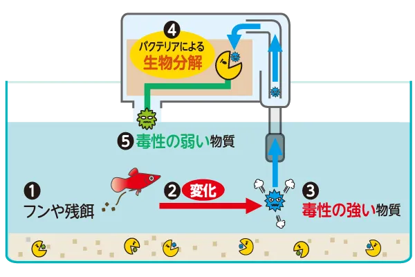 水をきれいにするしくみ