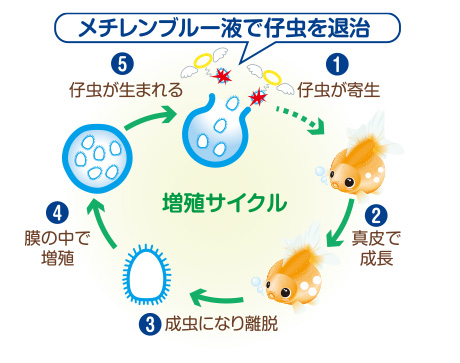 観賞魚用メチレンブルー液＜観賞魚,金魚,錦鯉,淡水性熱帯魚,アクアリウム＞｜観賞魚用器具類・薬品｜キョーリン【Hikari】