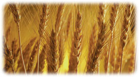 小麦胚芽の効用