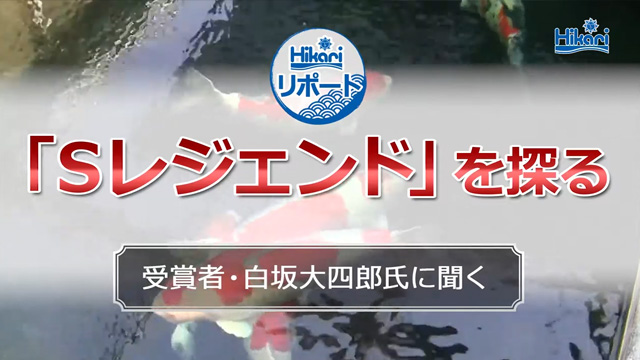 Hikariリポート「Sレジェンドを探る」PART1 受賞者・白坂大四郎氏に聞く＜錦鯉品評会,優勝,Sレジェンド ＞｜トピックス｜キョーリン【Hikari】