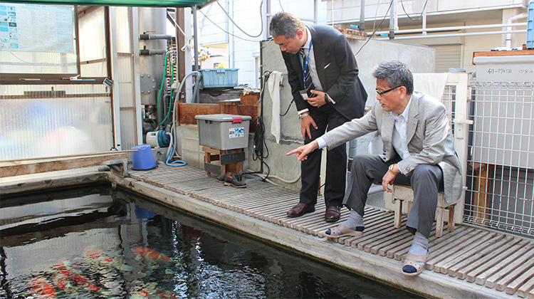 Hikariリポート「Sレジェンドを探る」PART1 受賞者・白坂大四郎氏に聞く＜錦鯉品評会,優勝,Sレジェンド ＞｜トピックス｜キョーリン【Hikari】