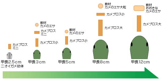 カメプロスのここがすごい！＜ミドリガメ・カメ・子ガメ＞｜両生類